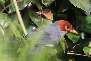 Chestnut-Hooded Laughing-Thrush